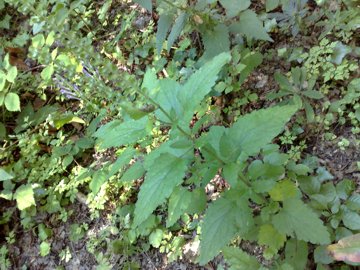 Scutellaria columnae